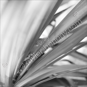 Bouquet de fleurs