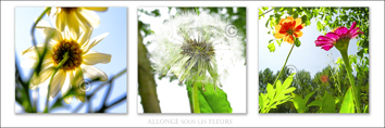 Fleurs blanches