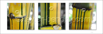 Fleurs blanches Bambous jaunes
