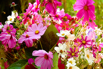 Bouquet de fleurs