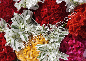 Bouquet de fleurs