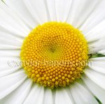 fleur