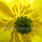 fleur