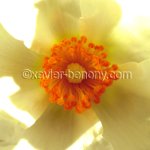 fleur
