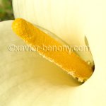 fleur