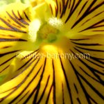 fleur