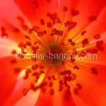 fleur