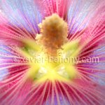 fleur
