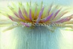 fleur gelée