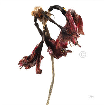 fleur