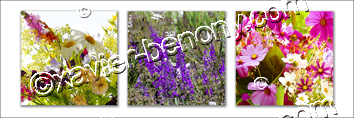 Fleurs blanches