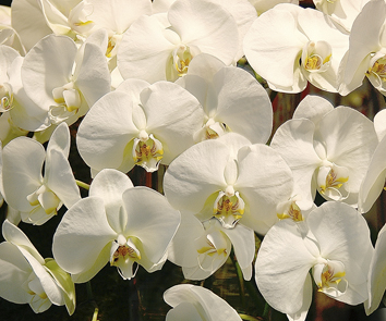 Bouquet de fleurs