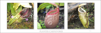 Fleurs blanches Plantes carnivores #1