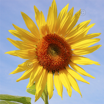 fleur