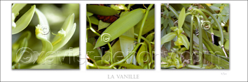 Fleurs blanches La vanille