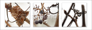 Fleurs blanches