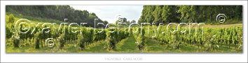 Fleurs blanches